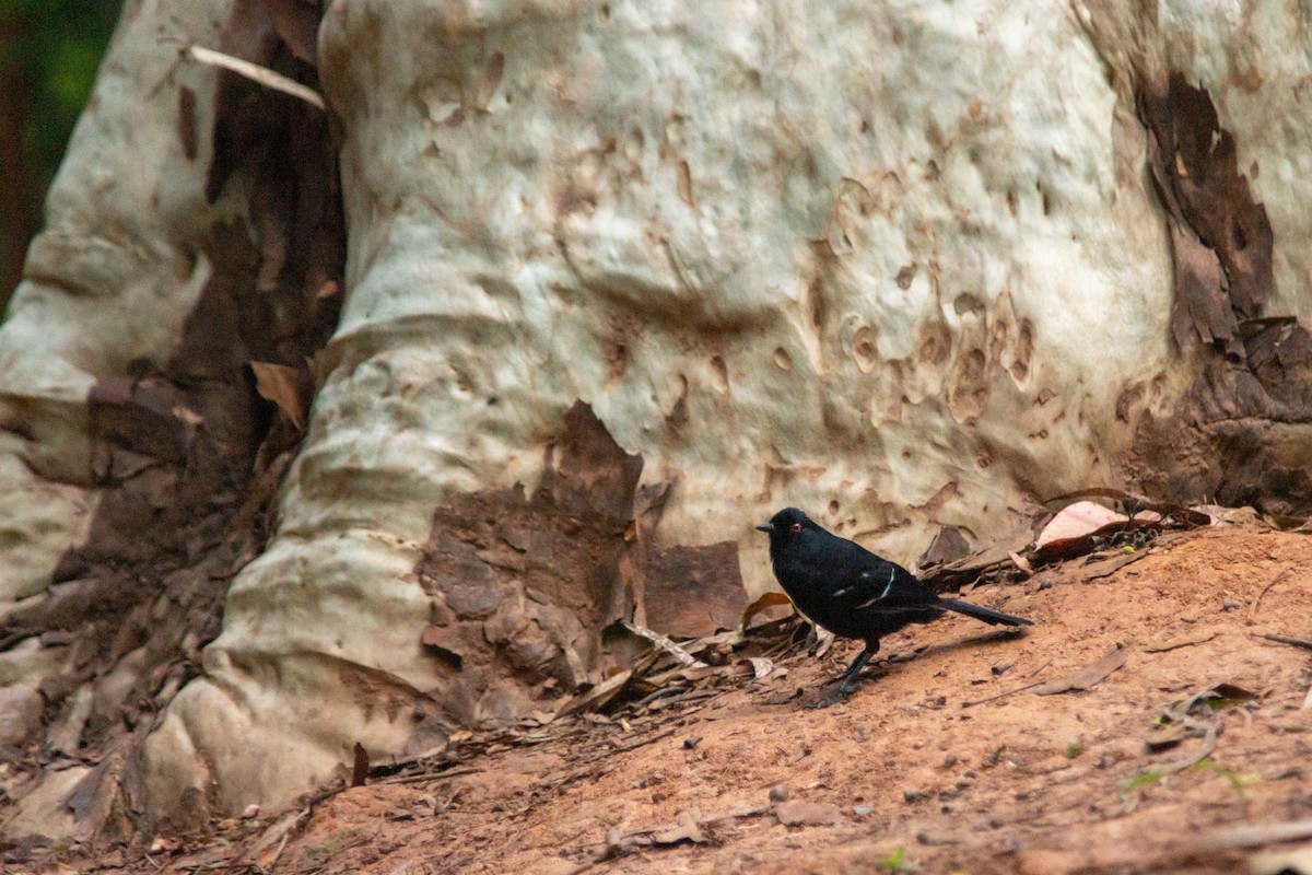 White-shouldered Fire-eye - ML646239272