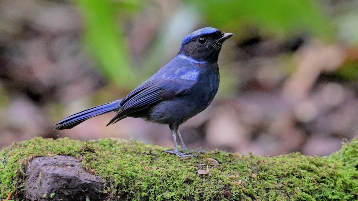 Large Niltava (Large) - ML646239273