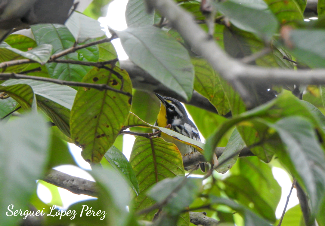 Paruline à gorge jaune - ML646239275