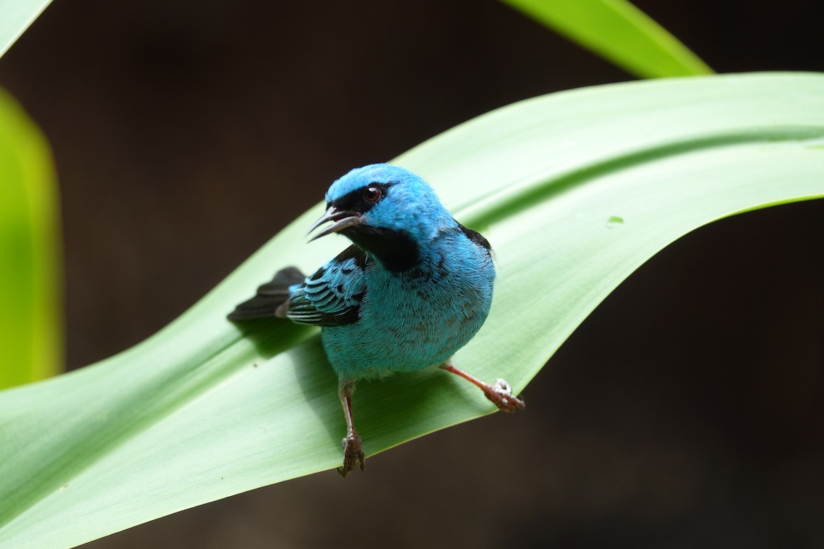 Blue Dacnis - ML646239282