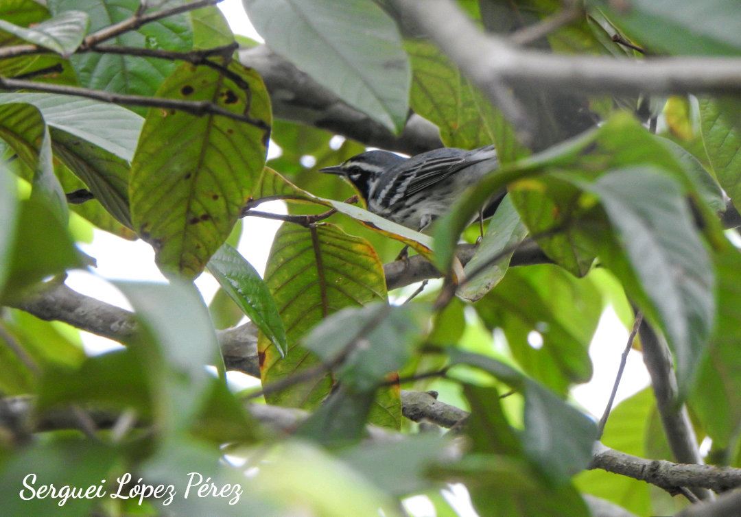 Paruline à gorge jaune - ML646239283