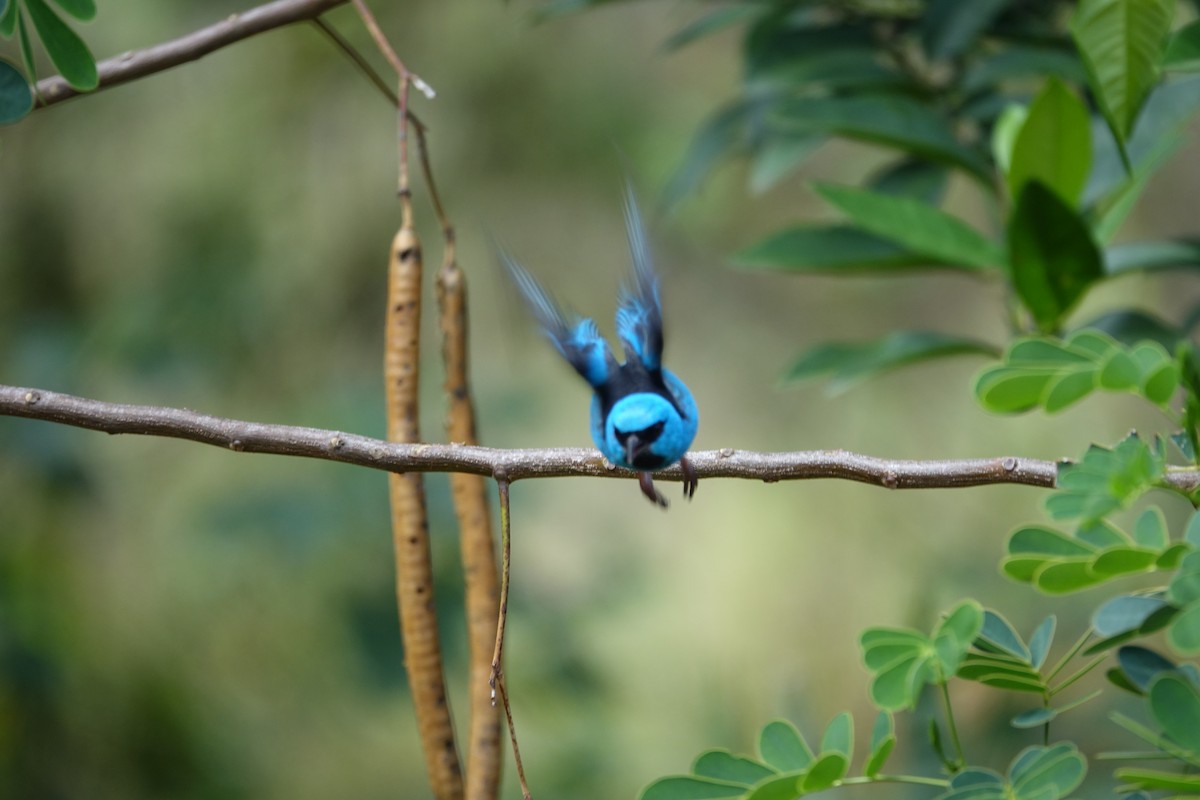 Blue Dacnis - ML646239284