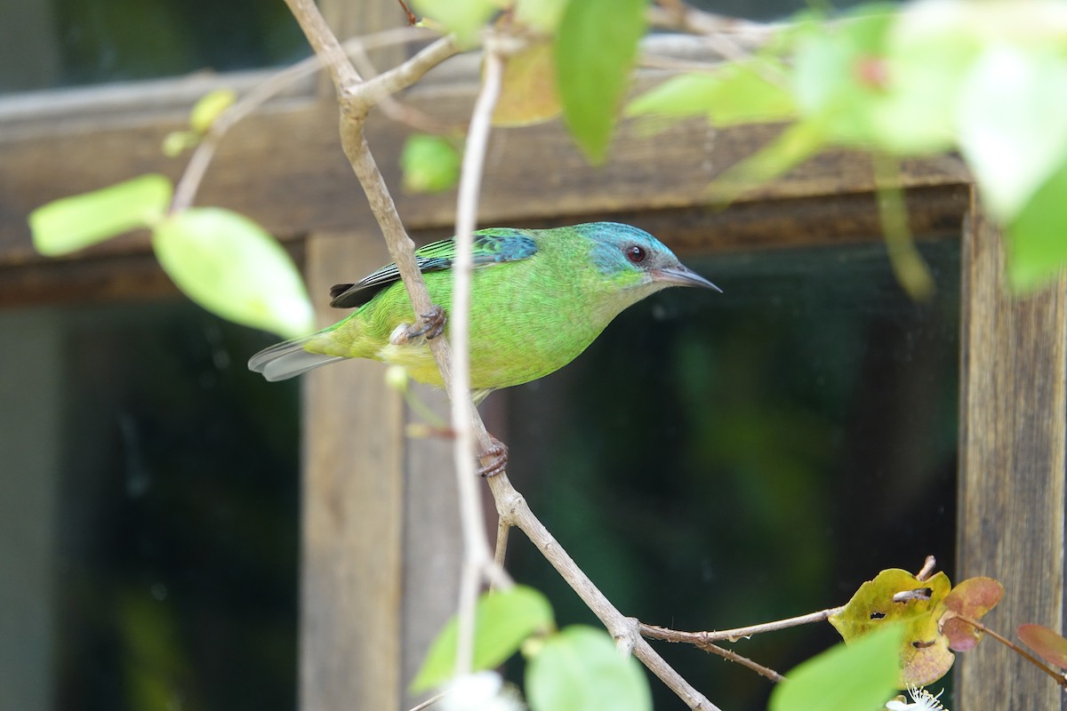 Blue Dacnis - ML646239285