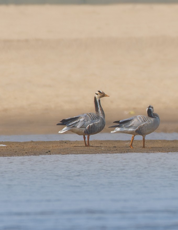 Гуска гірська - ML646239288