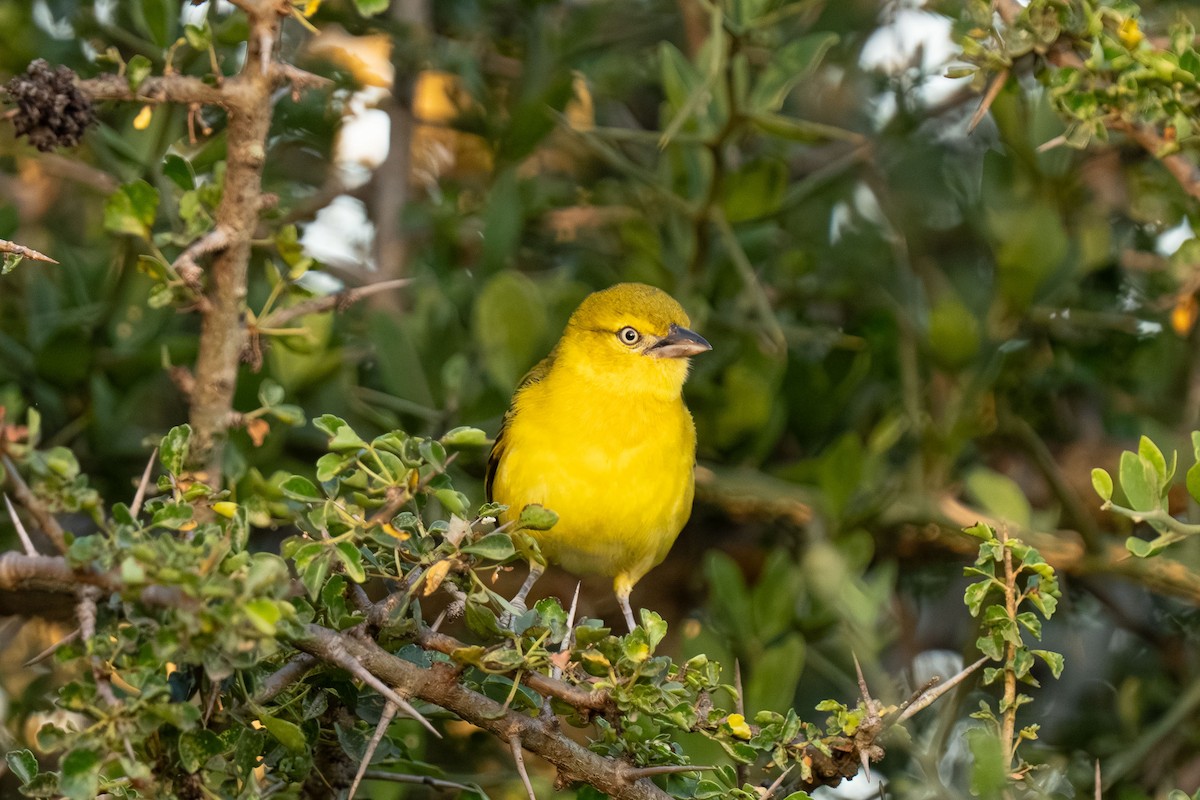 snovač maskový - ML646239293