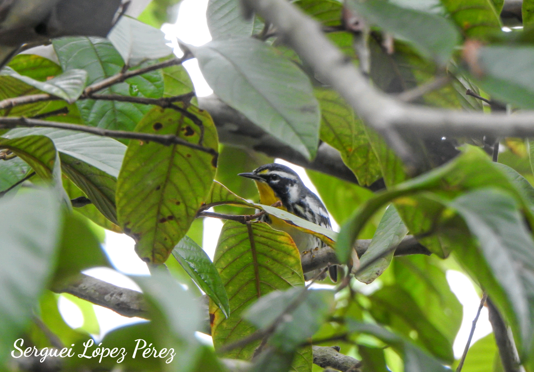 Paruline à gorge jaune - ML646239297