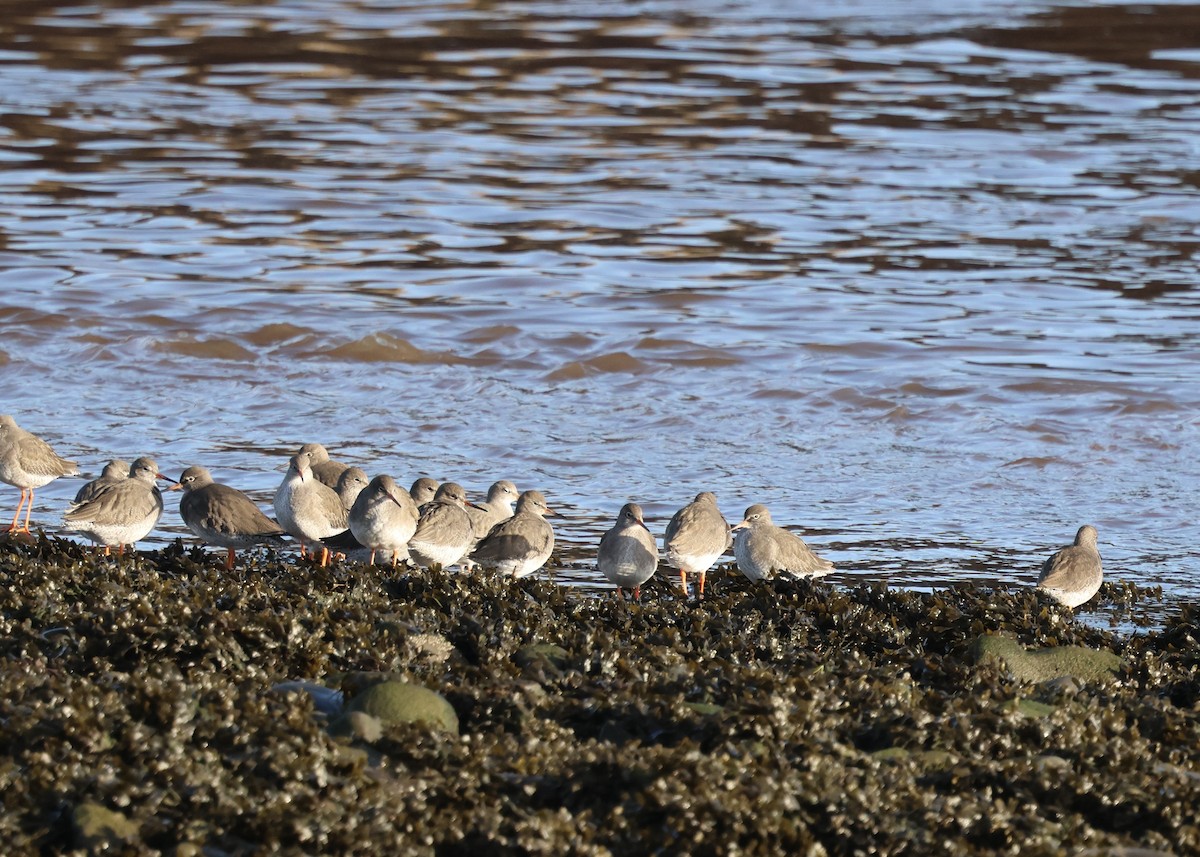 Common Redshank - ML646239298