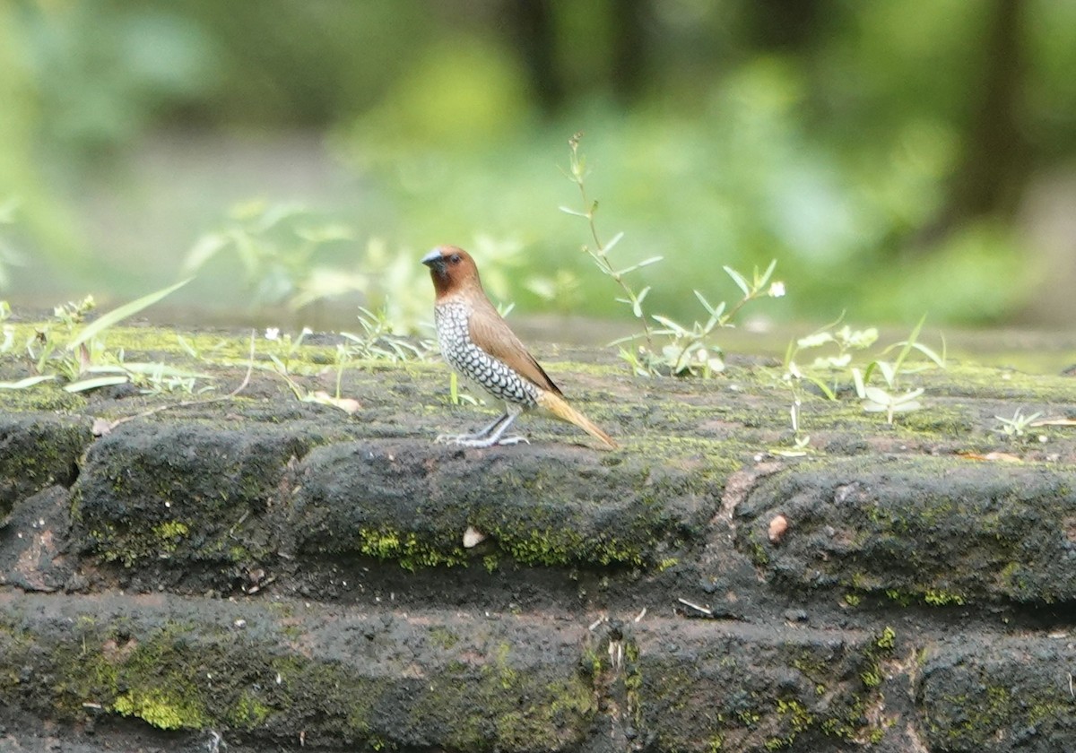Scaly-breasted Munia - ML646239302