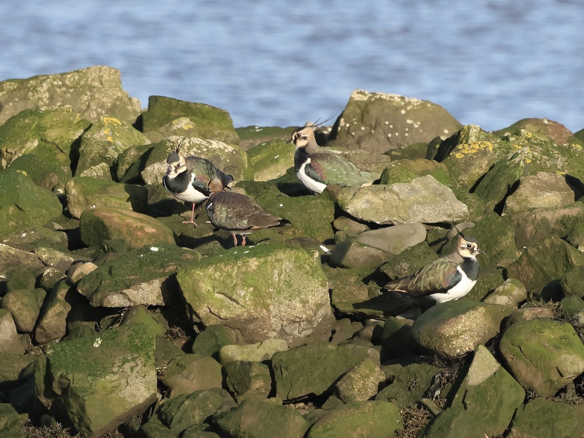 Northern Lapwing - ML646239303