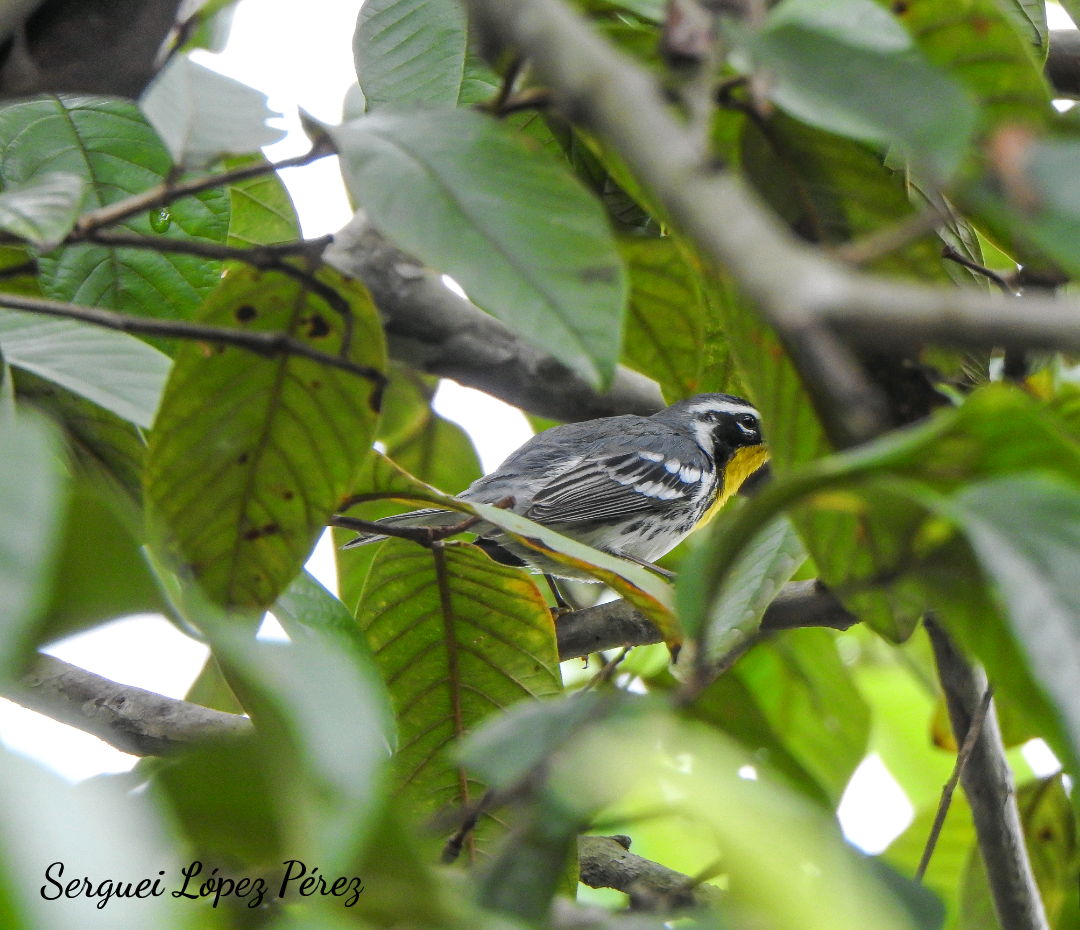 Paruline à gorge jaune - ML646239306