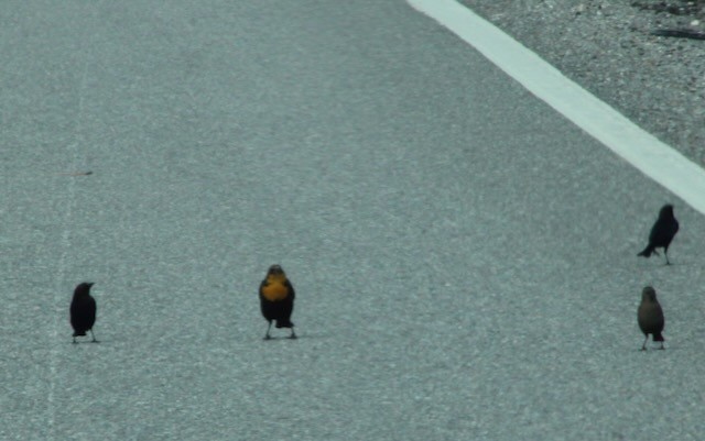 Yellow-headed Blackbird - ML646239308