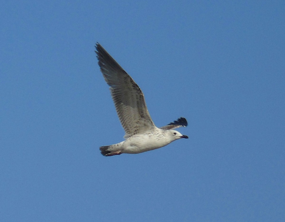 Kaio armeniarra - ML646239318