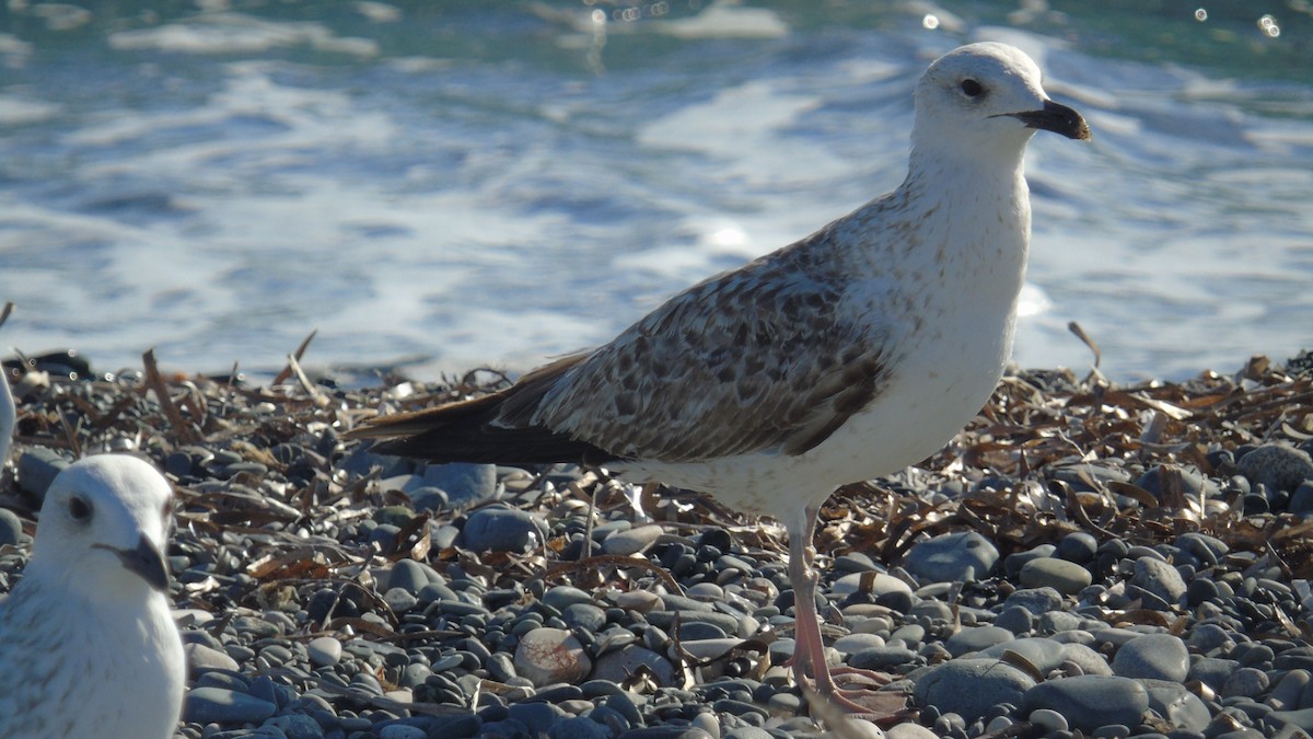 Kaio armeniarra - ML646239319