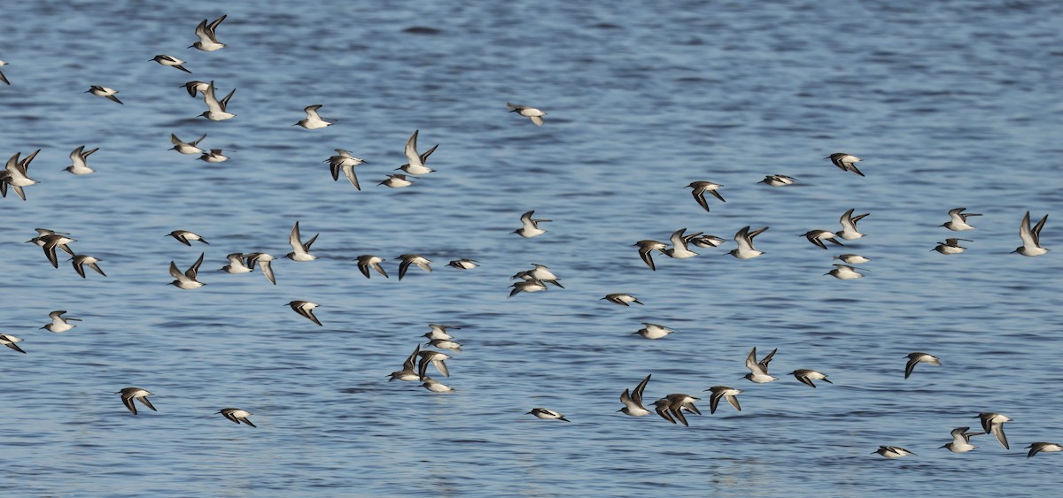 Dunlin - ML646239322