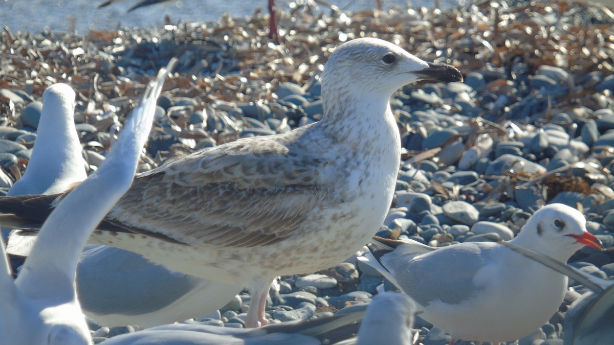 Kaio armeniarra - ML646239323