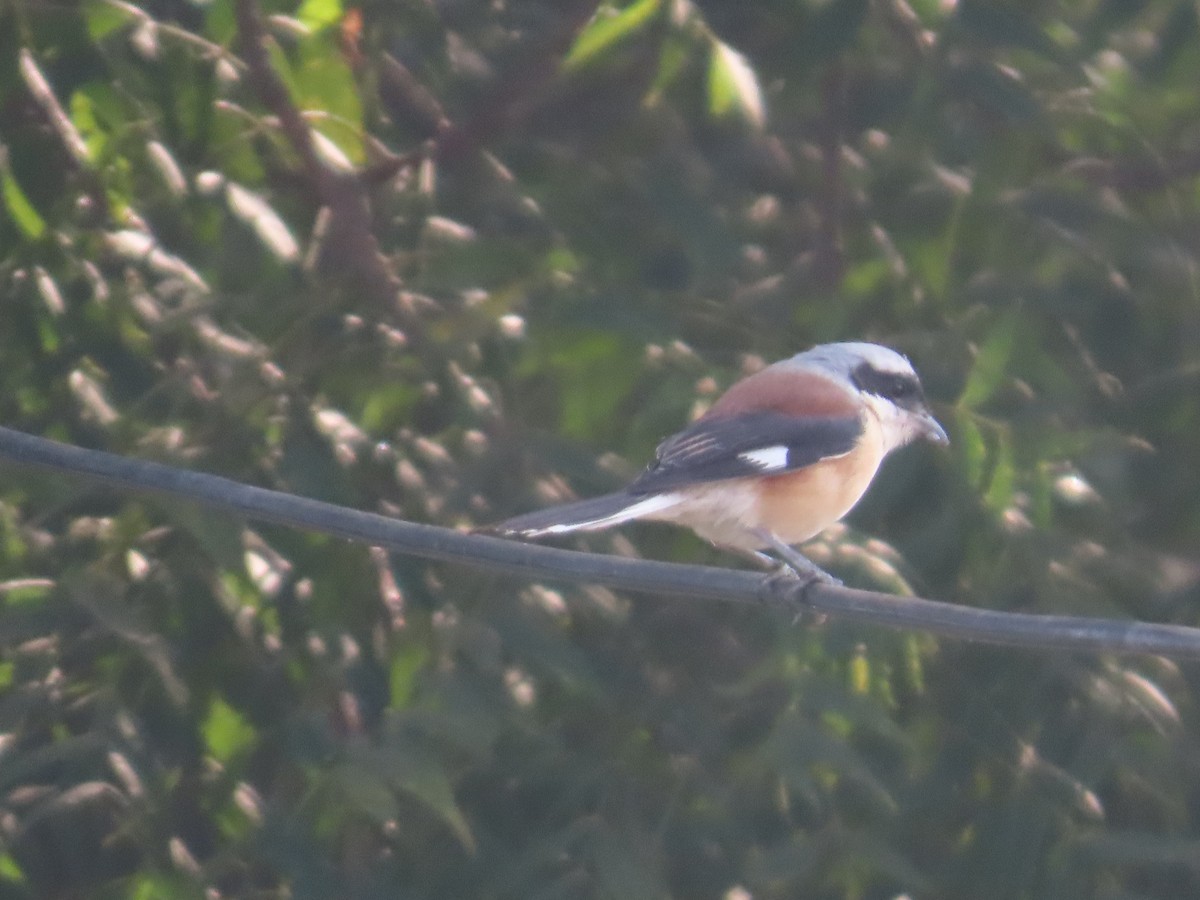 Bay-backed Shrike - ML646239324