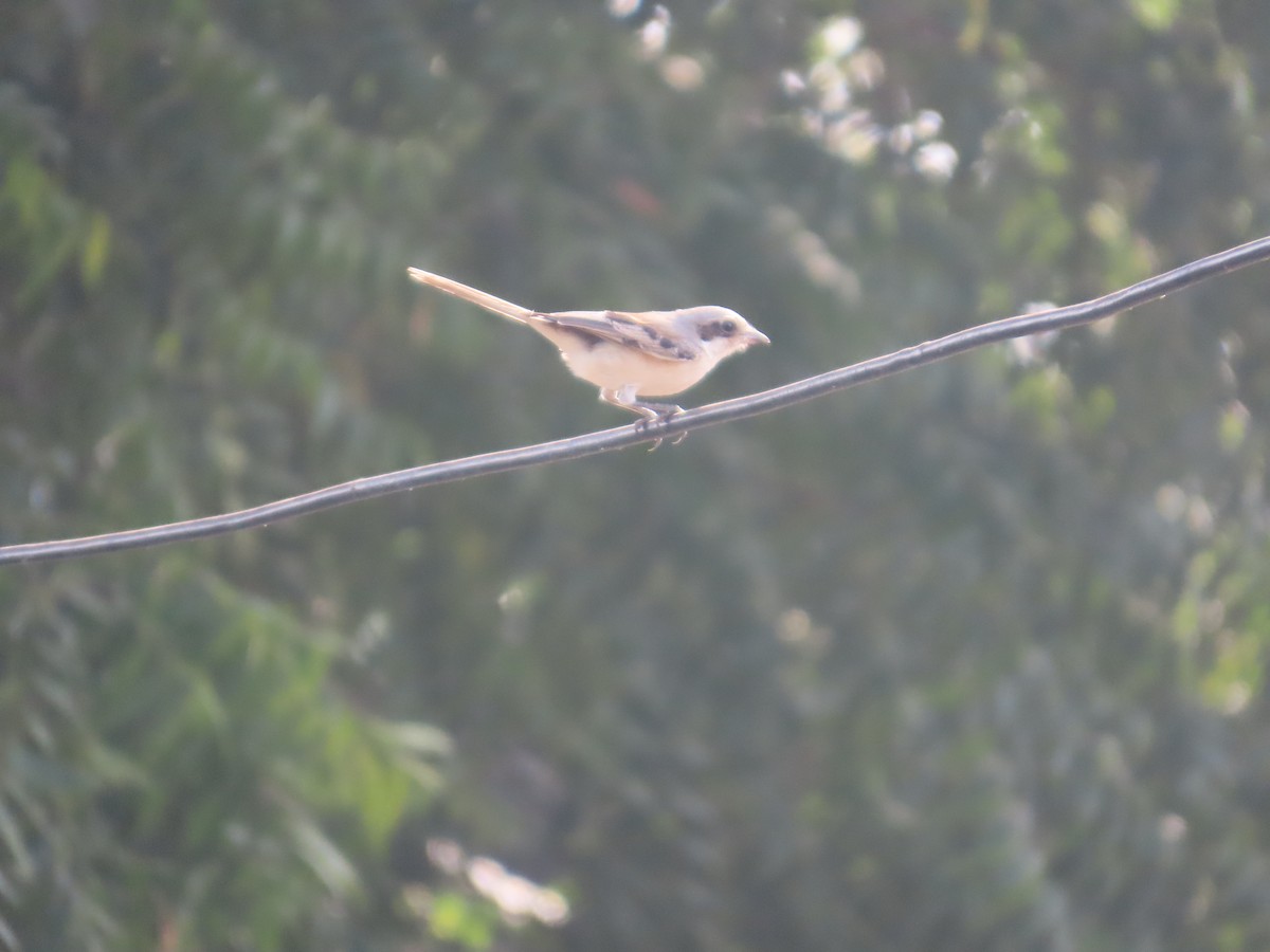 Bay-backed Shrike - ML646239325