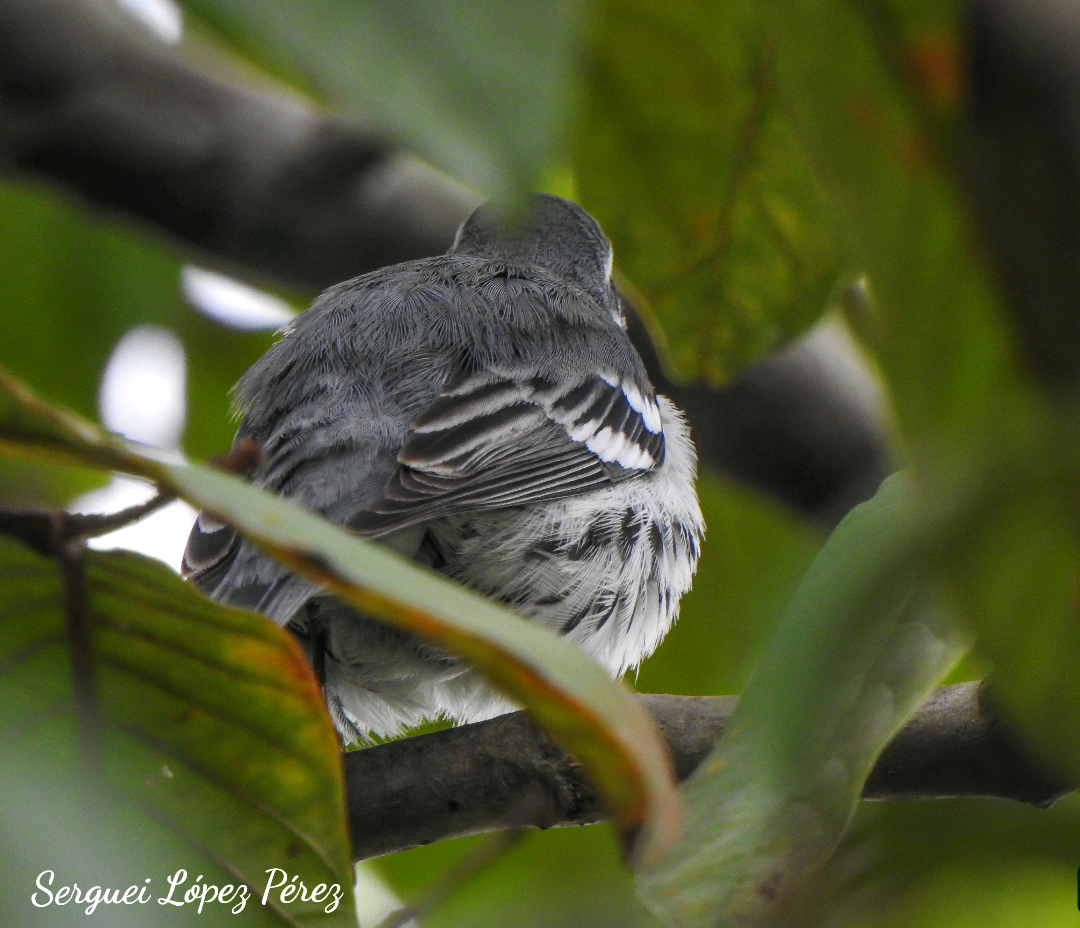 Paruline à gorge jaune - ML646239326