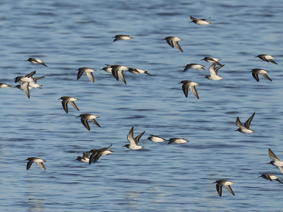 Dunlin - ML646239327