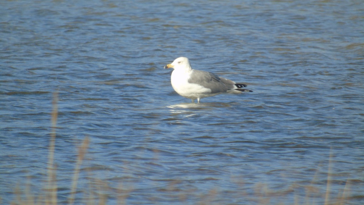 Kaio armeniarra - ML646239328