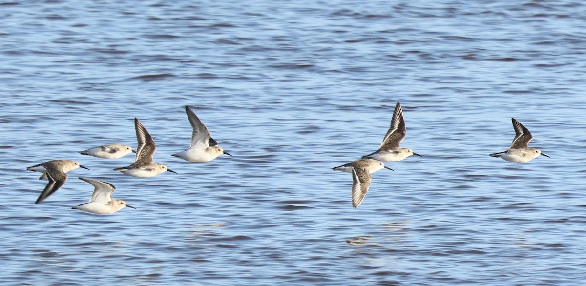 Dunlin - ML646239329
