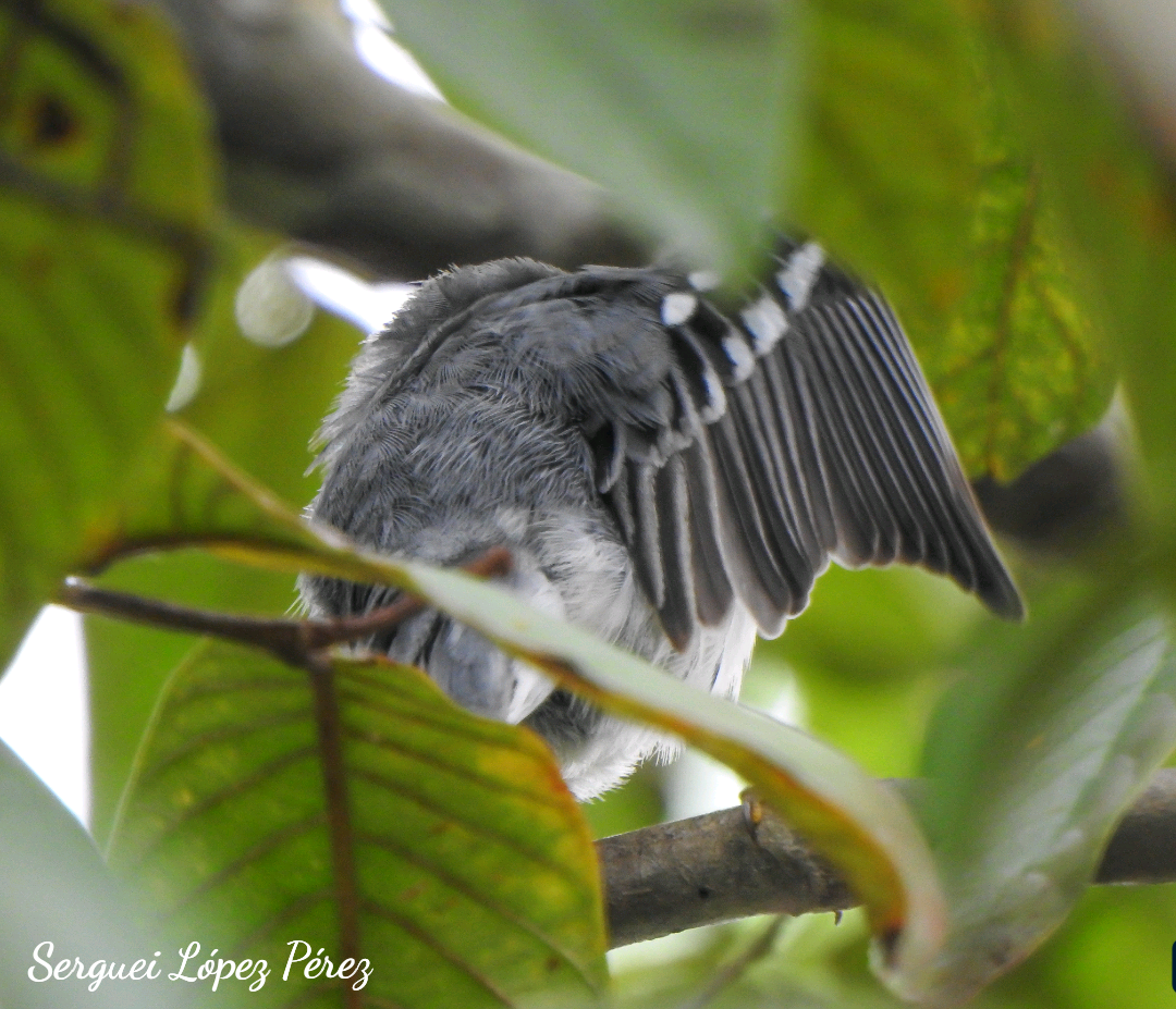 Paruline à gorge jaune - ML646239331