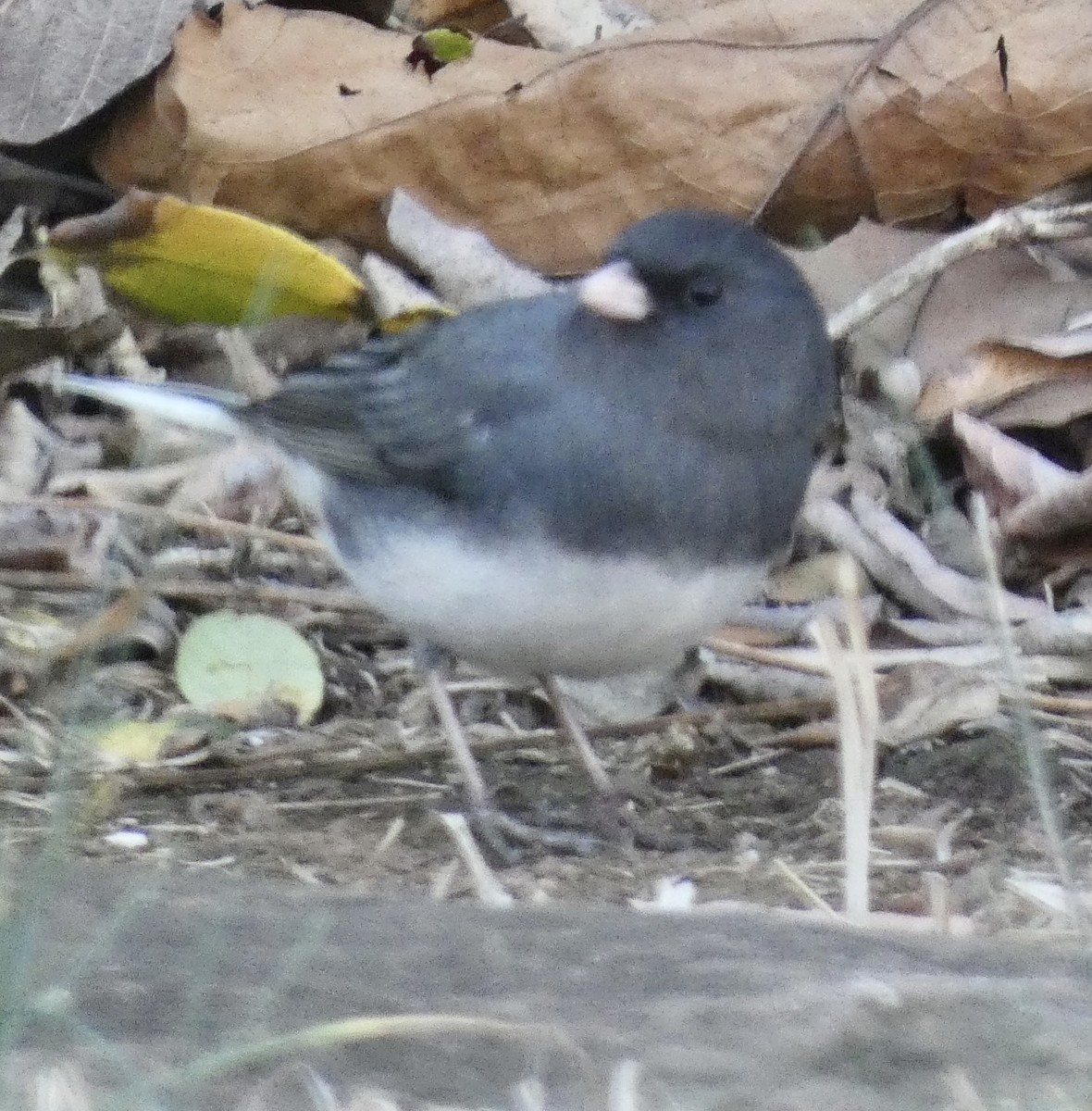 Dark-eyed Junco - ML646239332