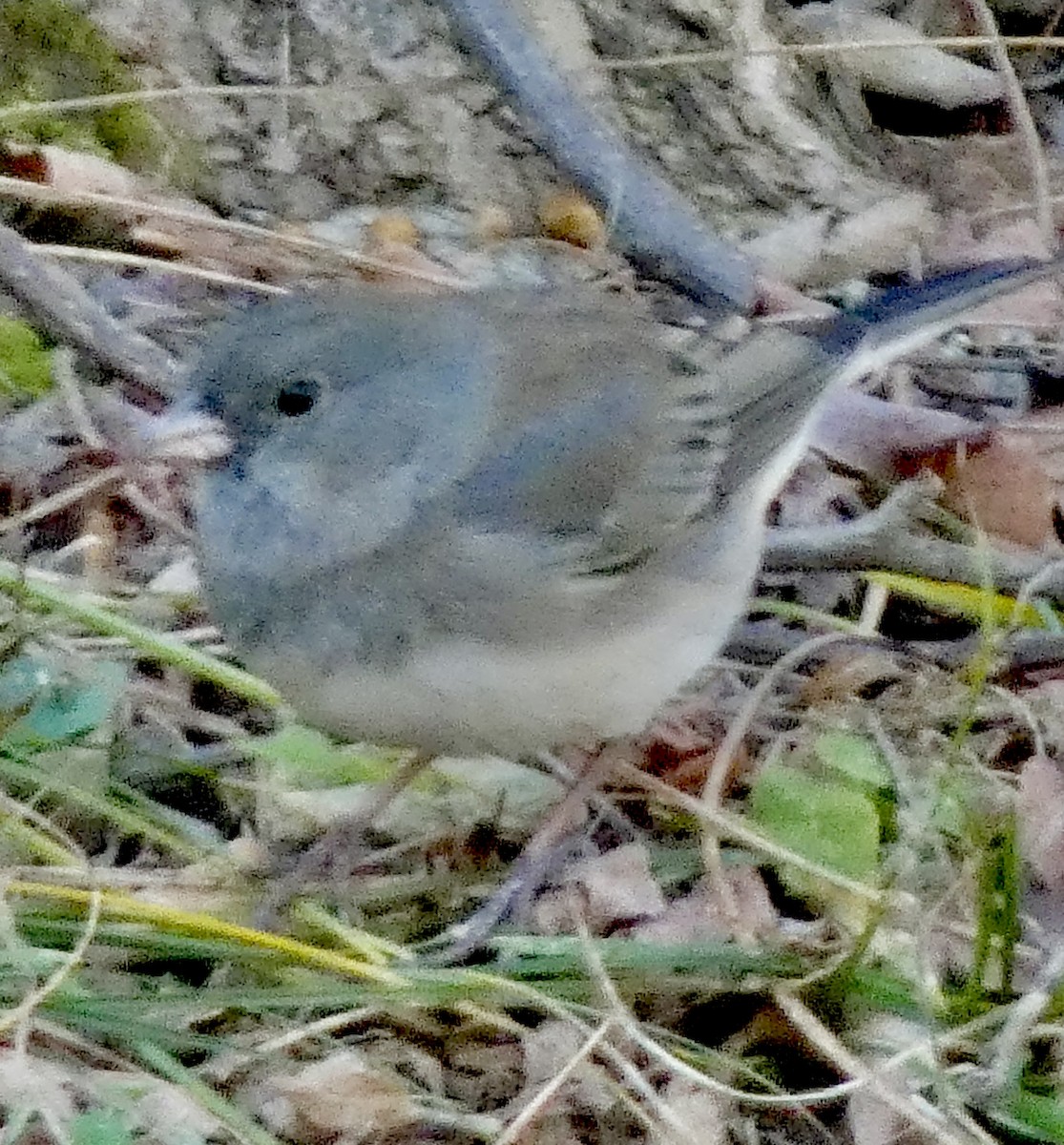 Dark-eyed Junco - ML646239333