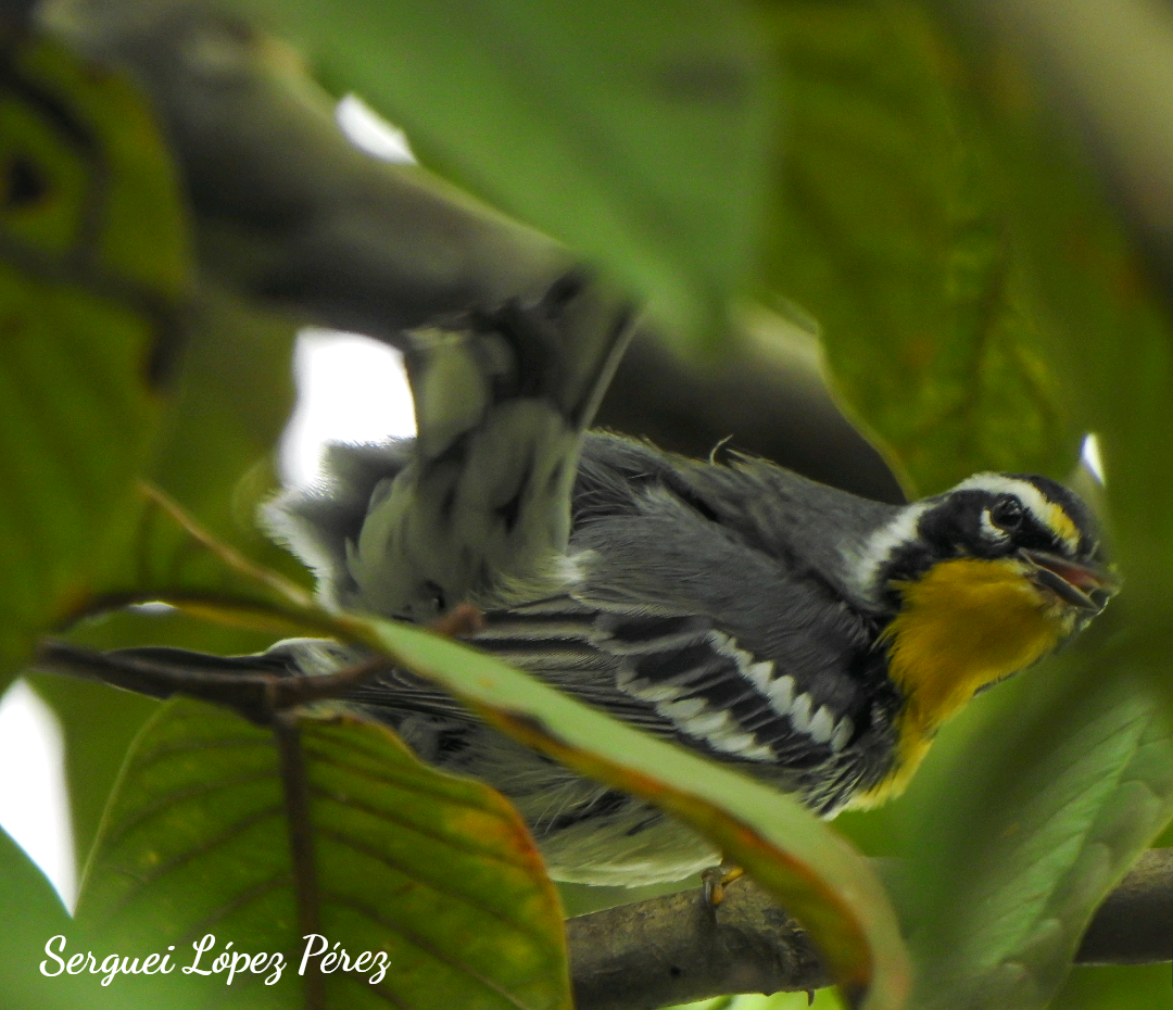 Paruline à gorge jaune - ML646239336