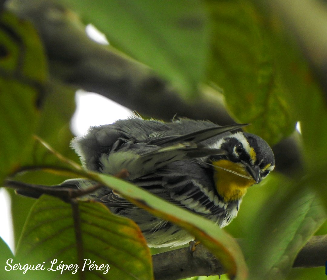 Paruline à gorge jaune - ML646239337