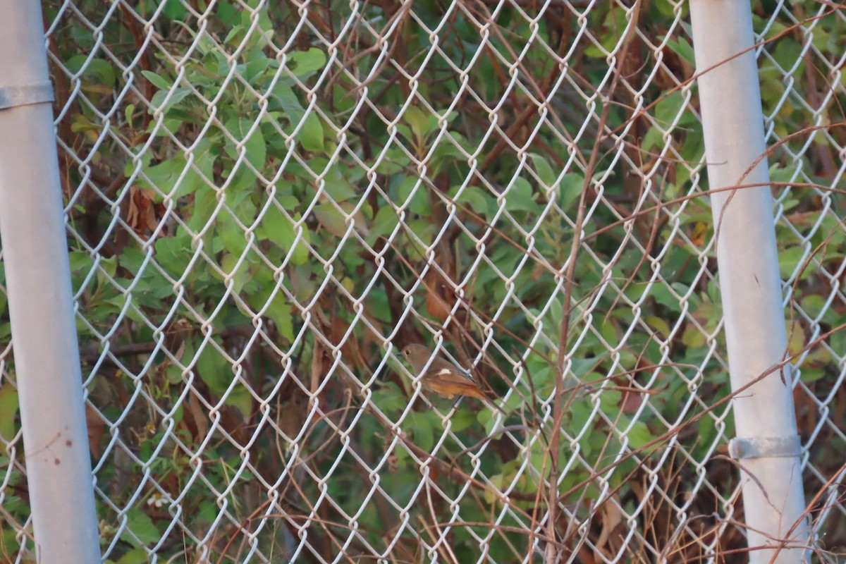 חכלילית סיבירית - ML646239338