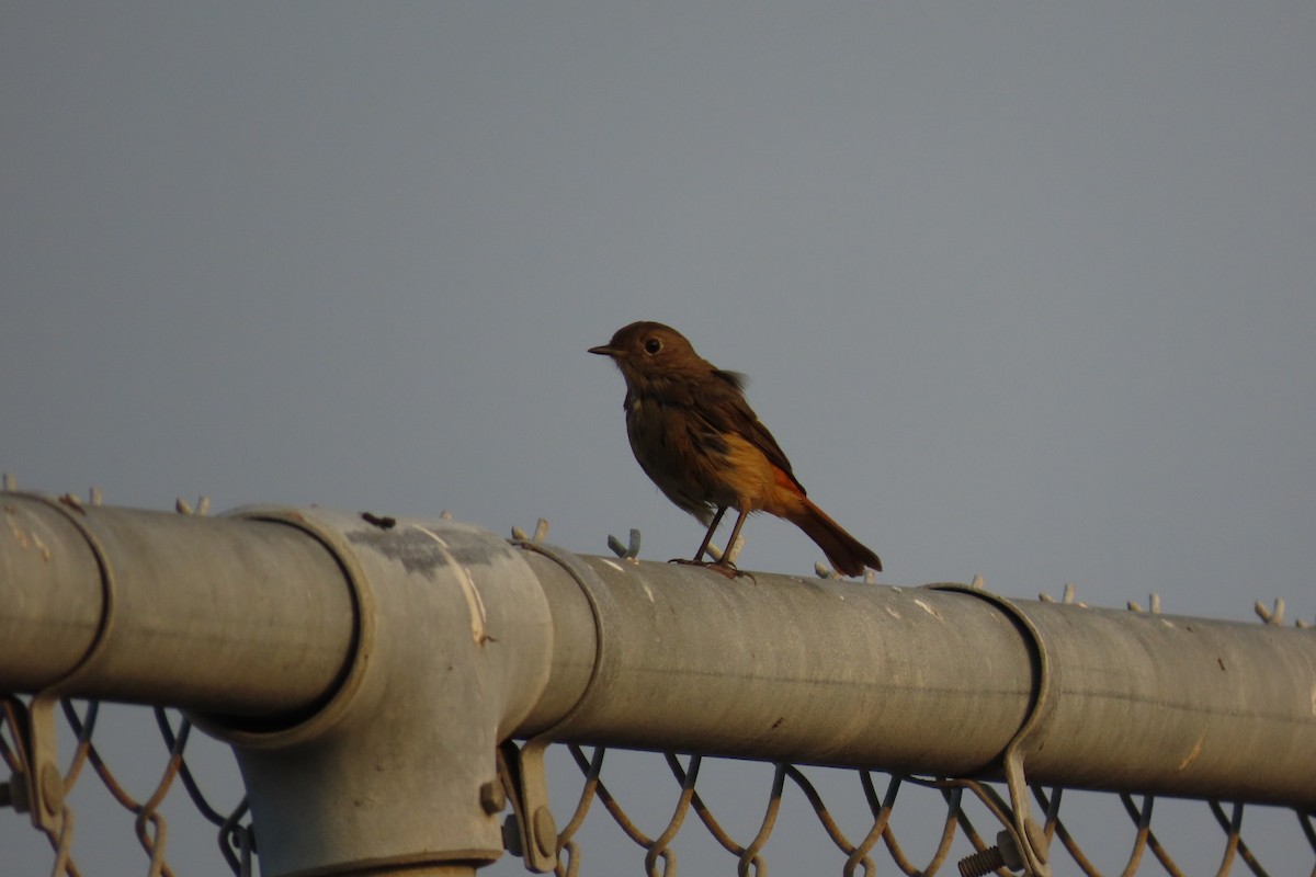 חכלילית סיבירית - ML646239339