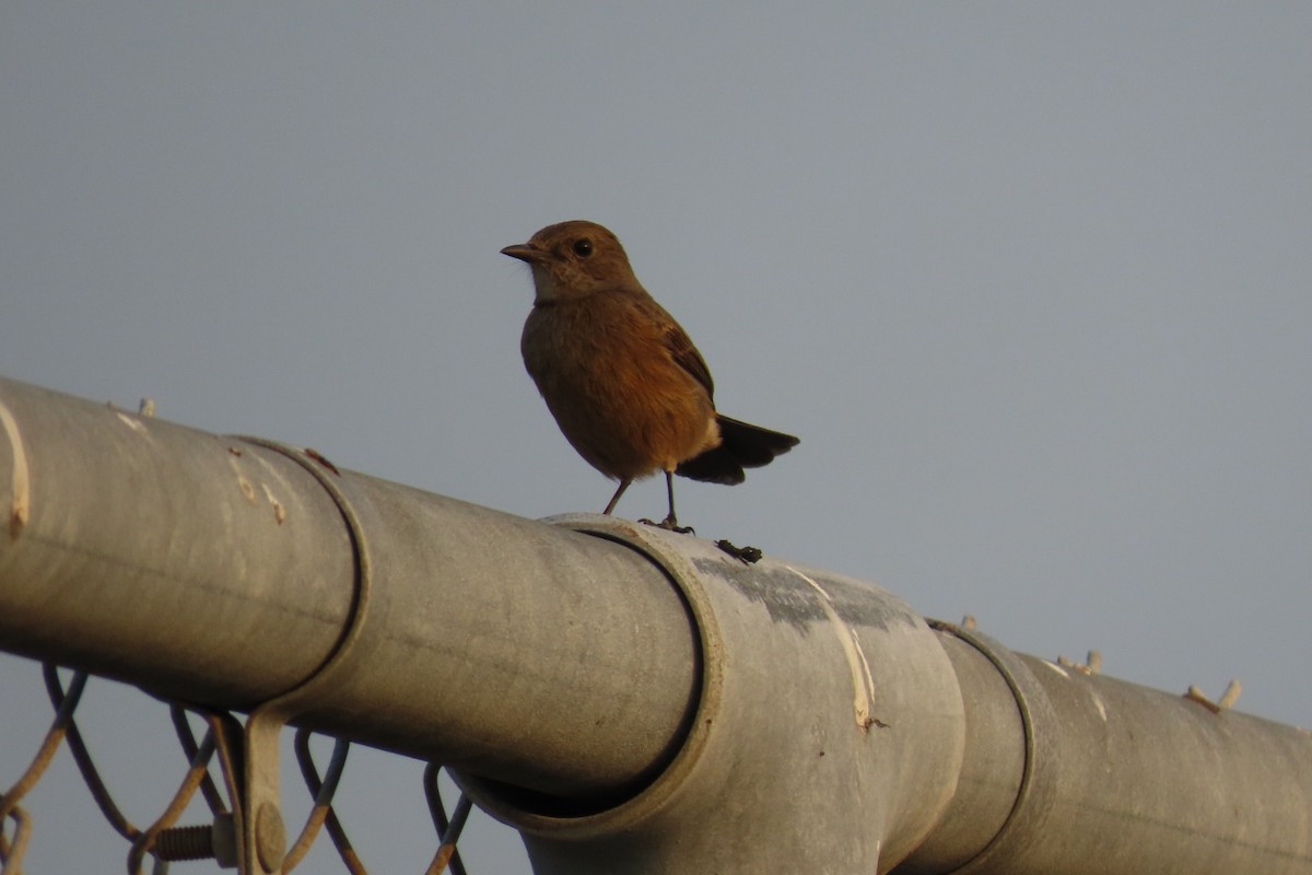 חכלילית סיבירית - ML646239340