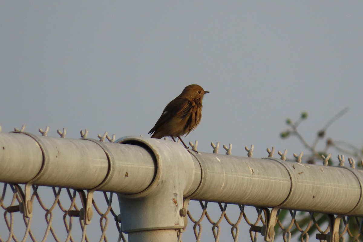 חכלילית סיבירית - ML646239341