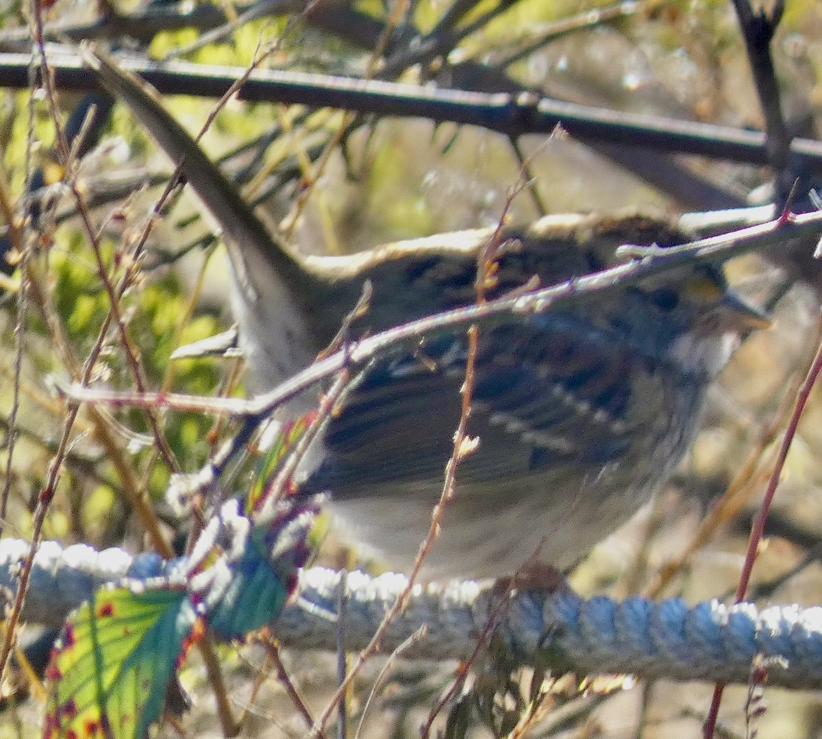 White-throated Sparrow - ML646239342