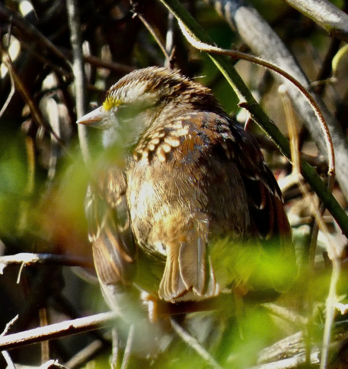 White-throated Sparrow - ML646239343