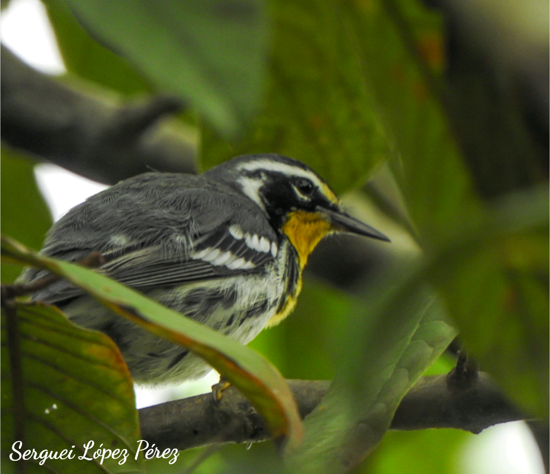 Paruline à gorge jaune - ML646239348
