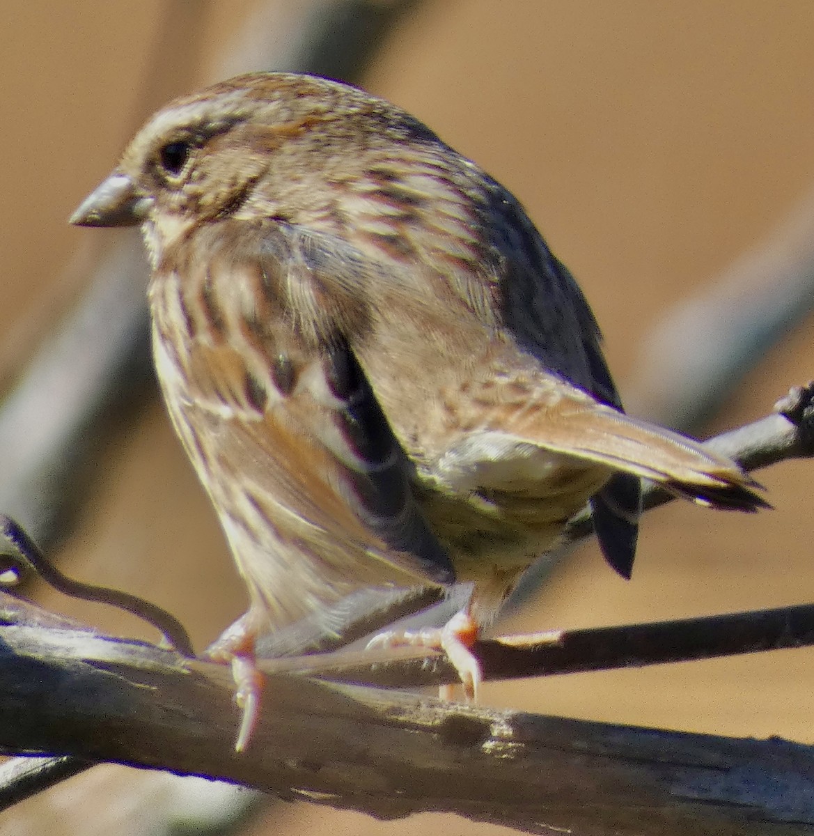 Song Sparrow - ML646239349