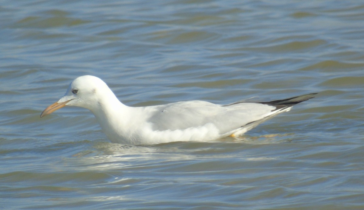 Slender-billed Gull - ML646239351