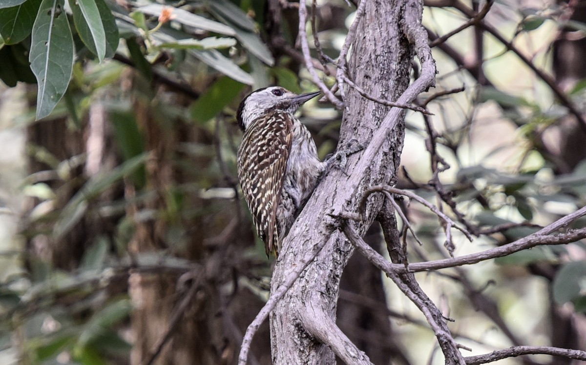 Cardinal Woodpecker - ML646239352