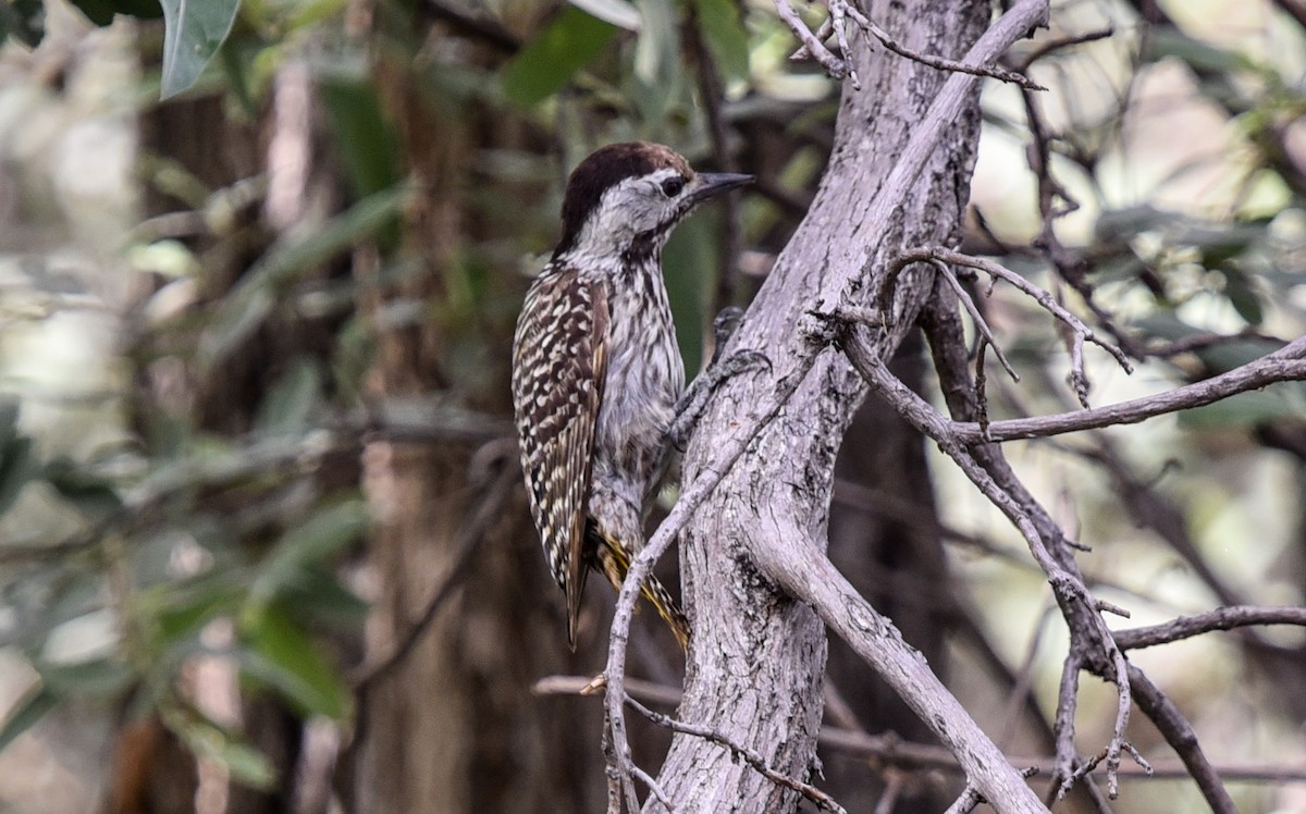 Cardinal Woodpecker - ML646239353