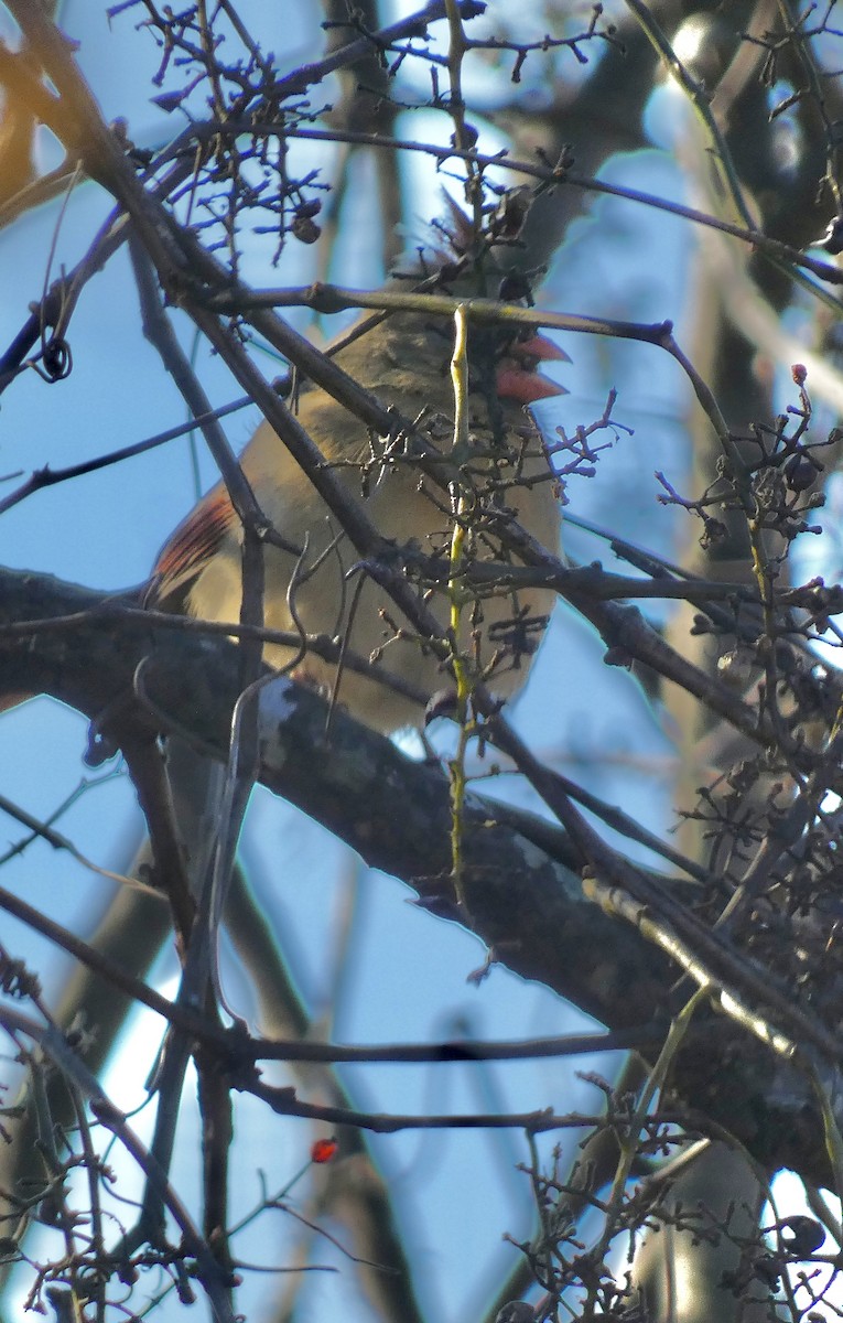 Northern Cardinal - ML646239354