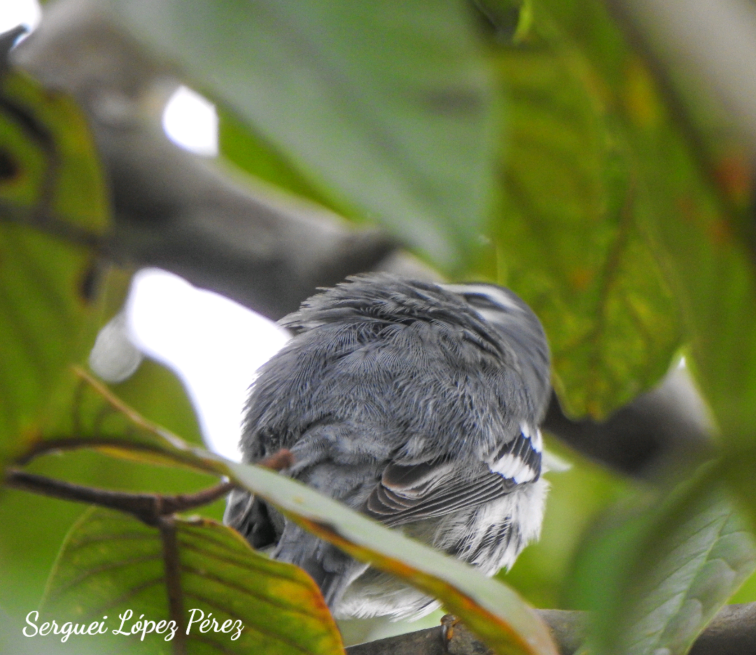 Paruline à gorge jaune - ML646239362