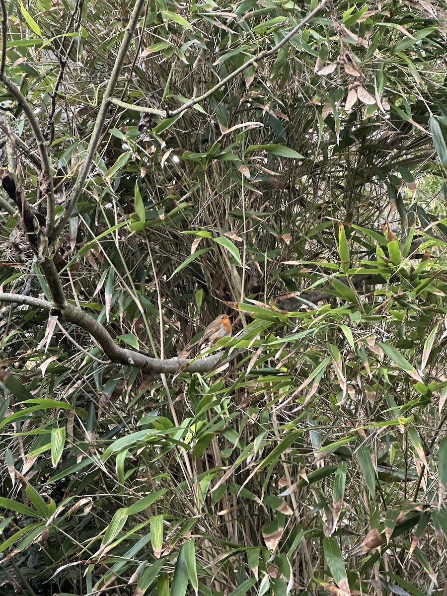 červenka obecná - ML646239373