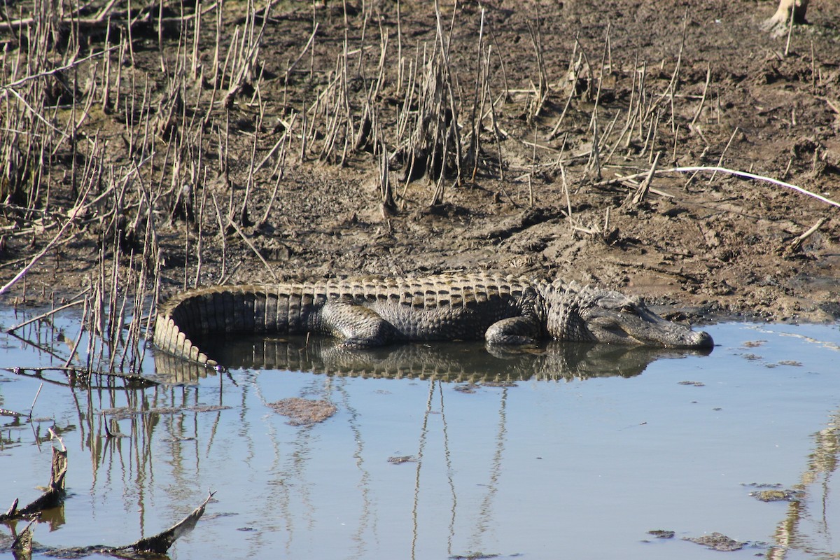 美國短吻鱷 - ML646239374
