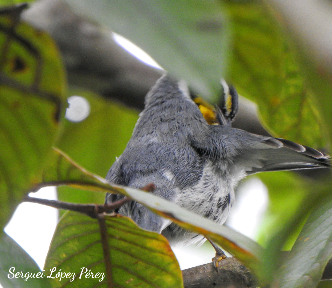Paruline à gorge jaune - ML646239378