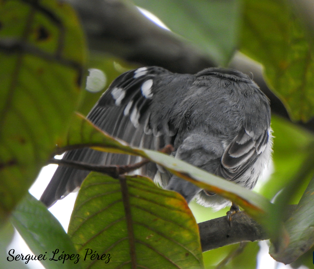Paruline à gorge jaune - ML646239384
