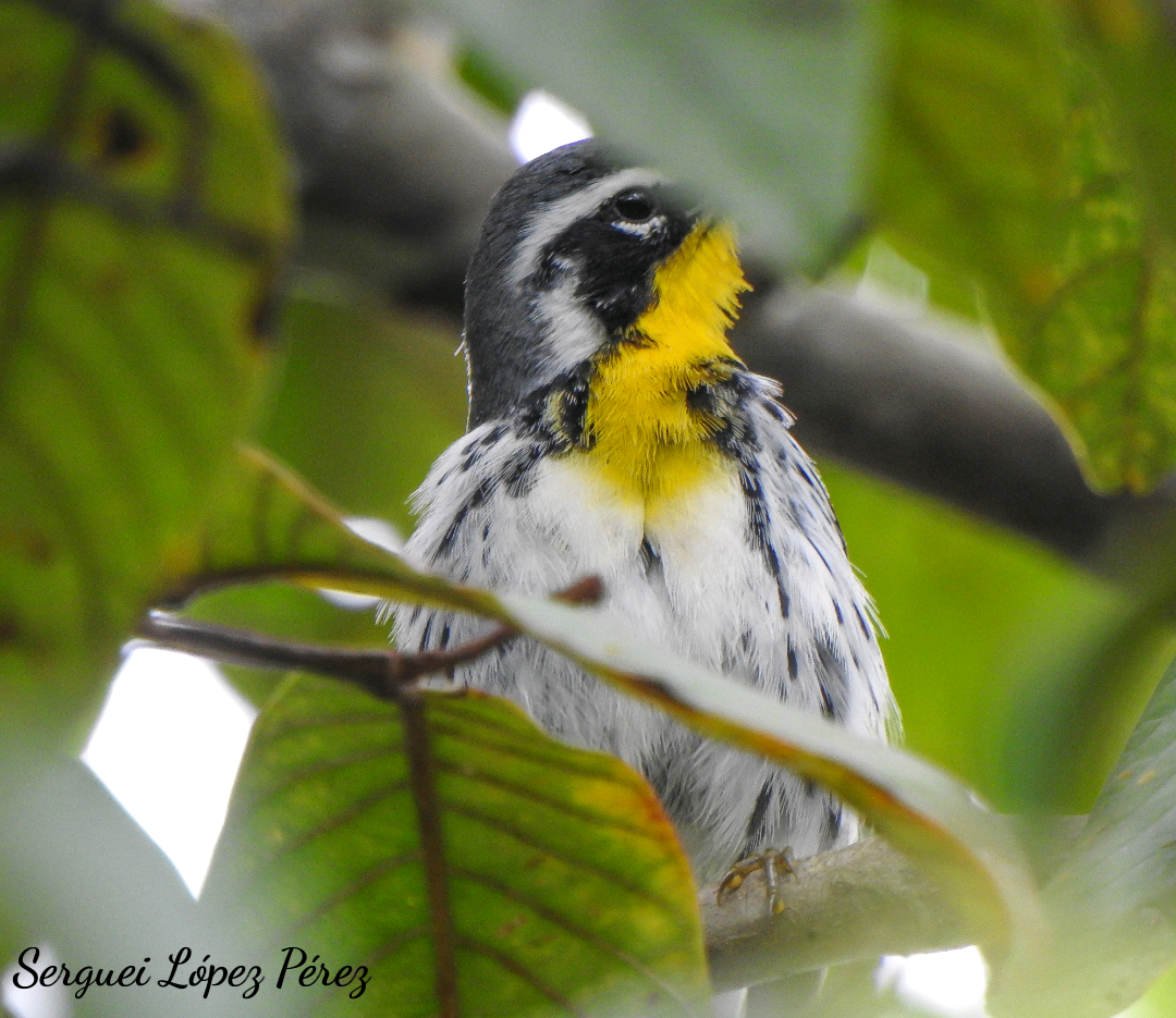 Paruline à gorge jaune - ML646239391