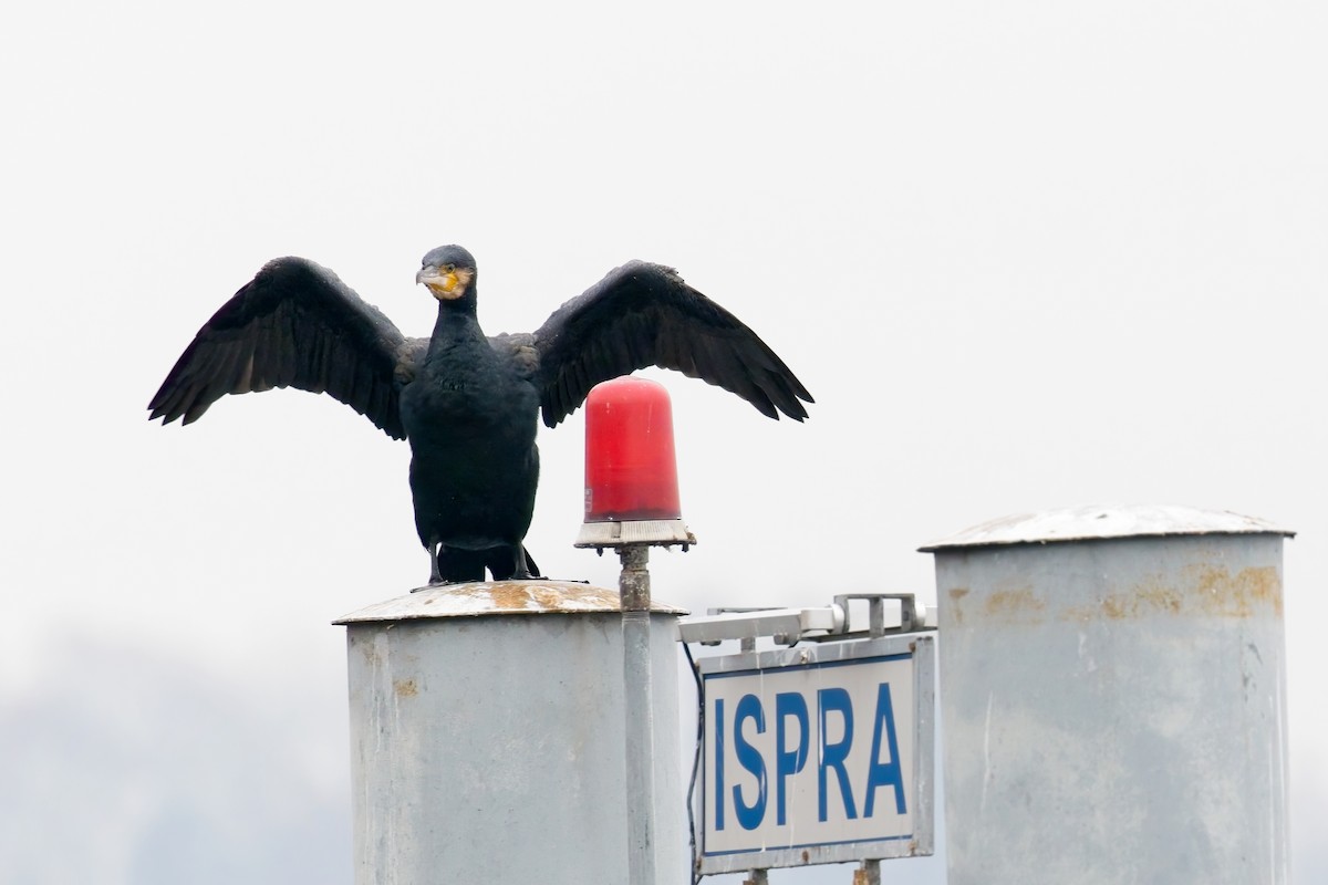 Great Cormorant - ML646239393