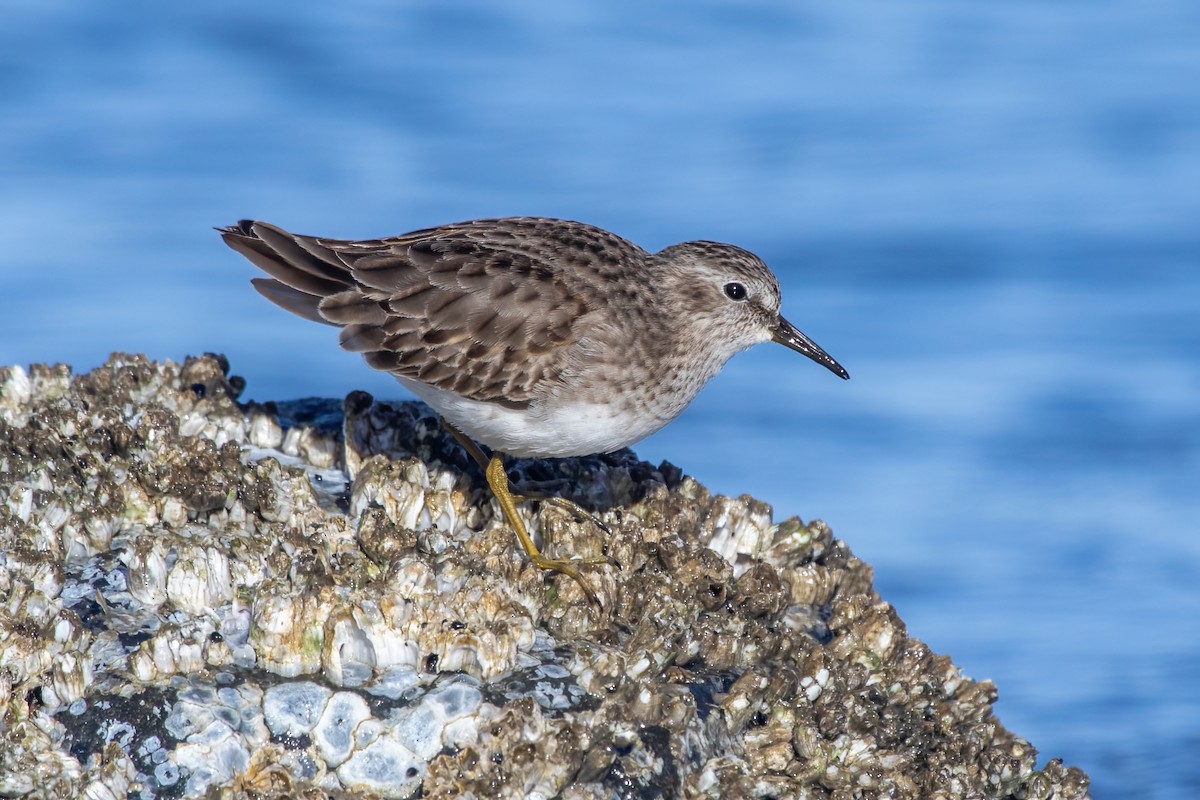 Least Sandpiper - ML646239397